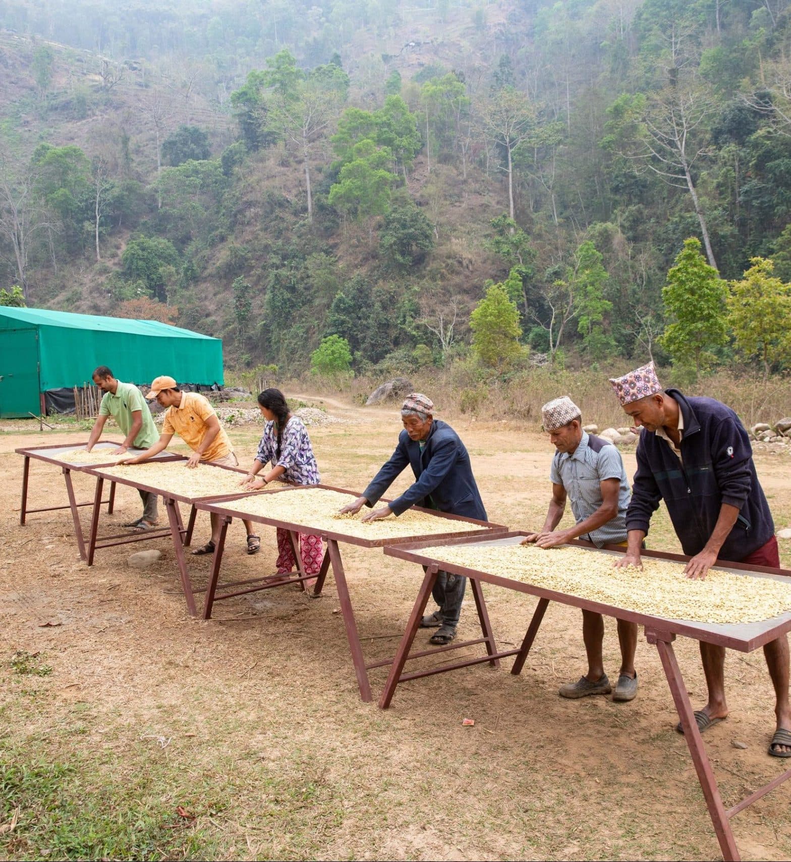 The farm team working along rows of raised drying tables in the hills