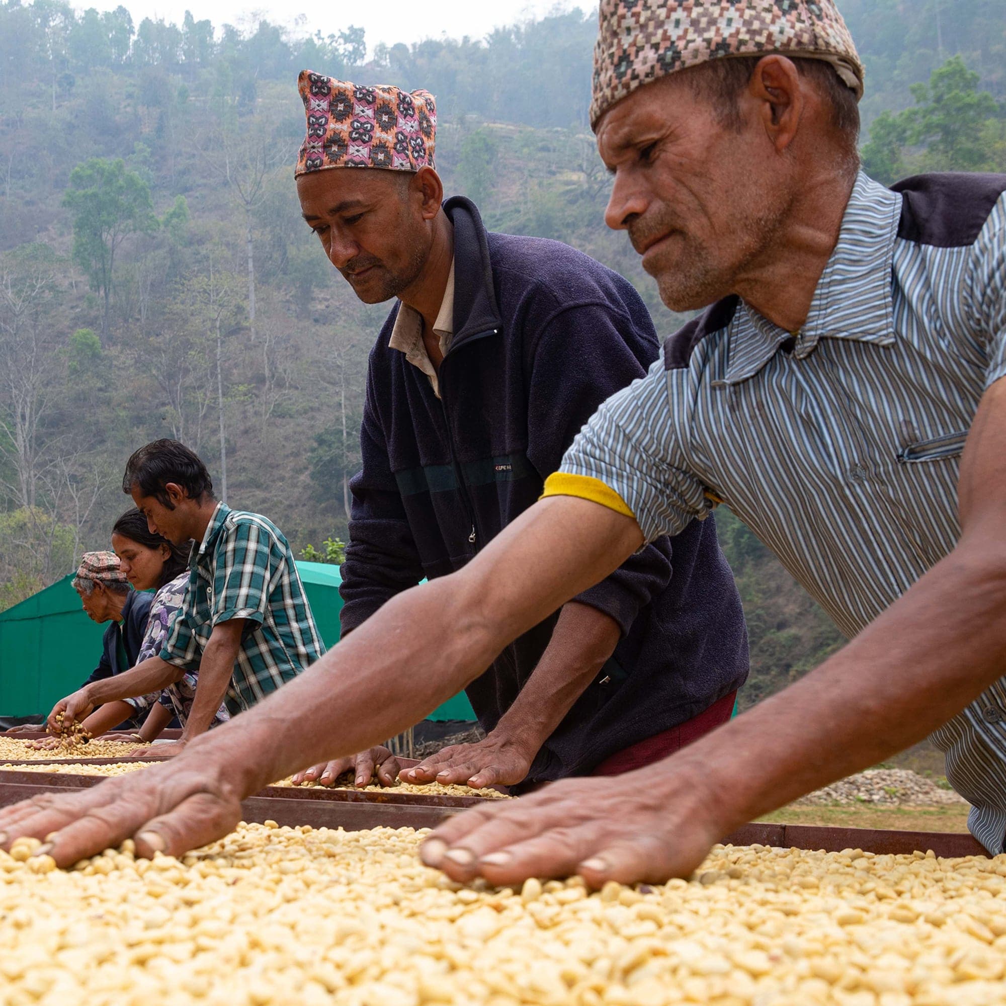 Growers in dhaka topi hand-sorting parchment coffee across a raised drying bed