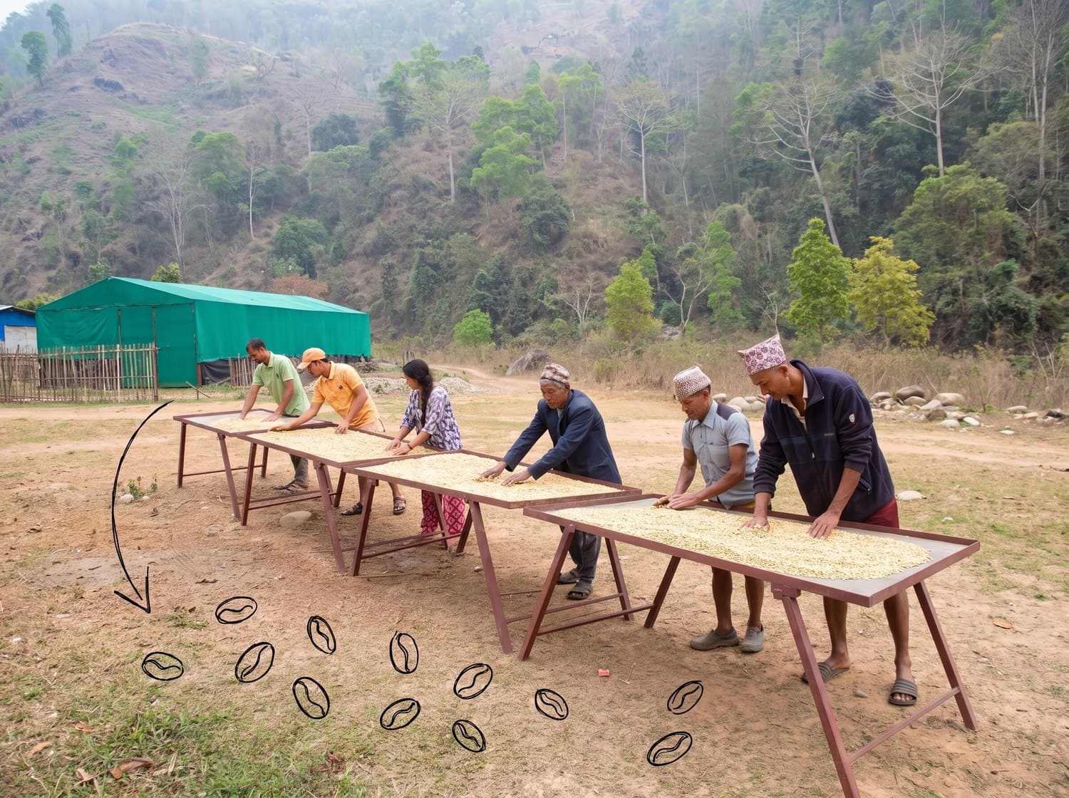 The farm team working along rows of raised drying tables in Kavre, with coffee beans drawn scattered across the ground in front