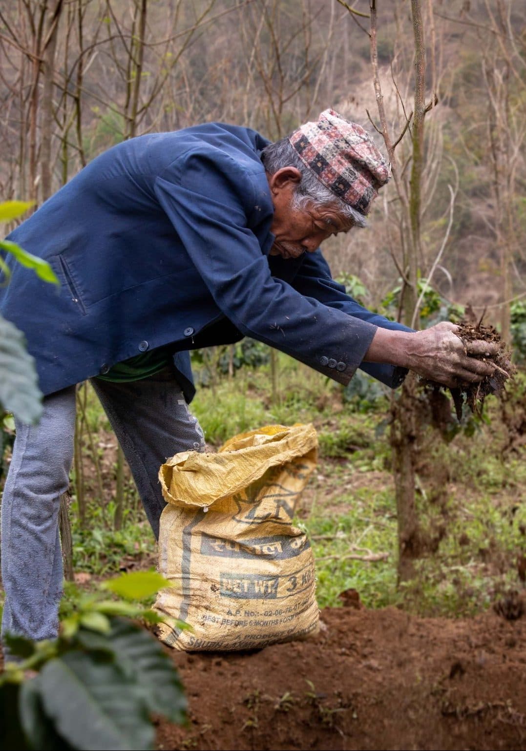 A grower in a dhaka topi planting a young coffee seedling on the farm in Kavre